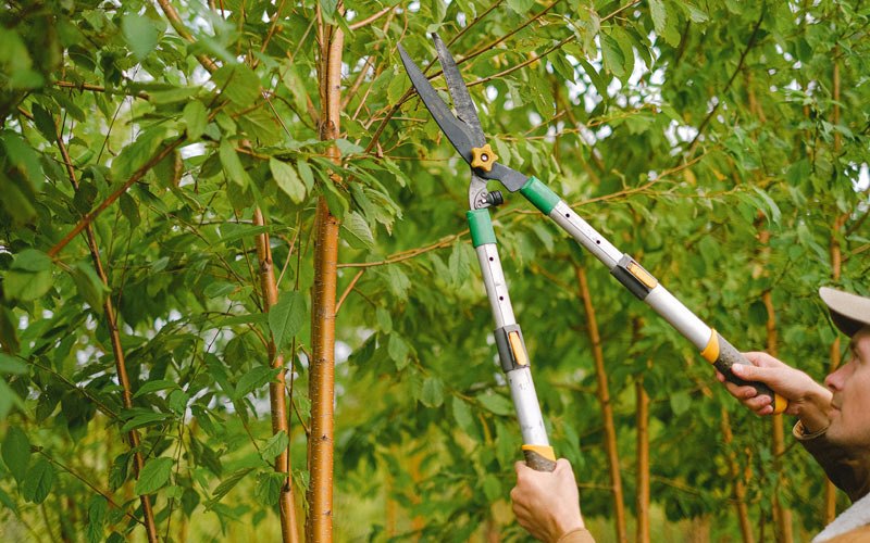Tree trimming in Watauga, SD